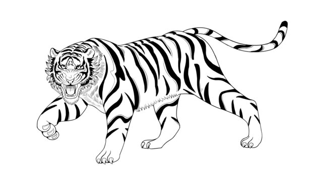 黑白线稿瑞兽老虎插画
