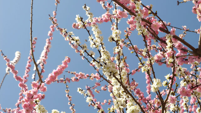 桃花杏花梅花