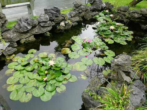 睡莲盛开的季节