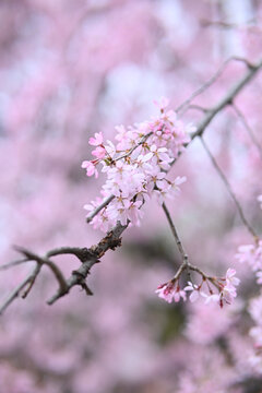 樱花枝头