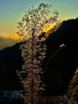 黄昏丝毛草