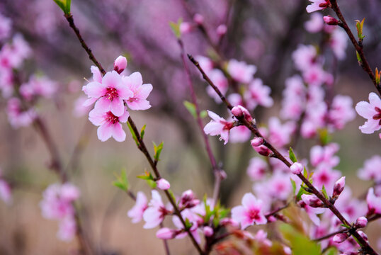 粉色桃花