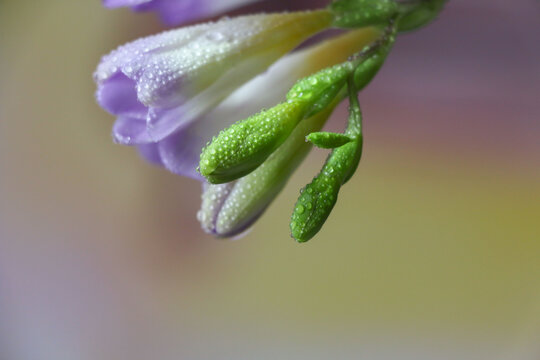 香雪兰花