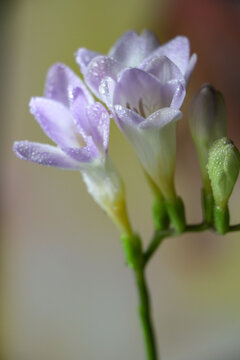 香雪兰花