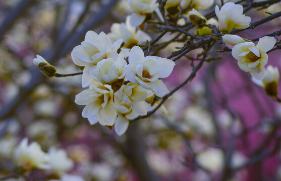 玉兰花