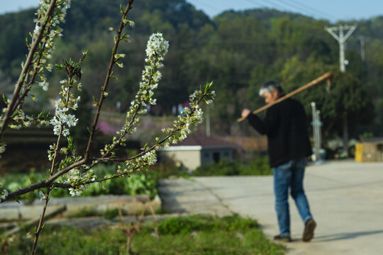 桃花风景