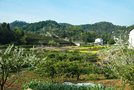 桃花风景