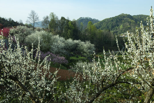 桃花风景