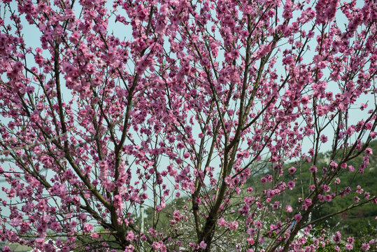 桃花素材