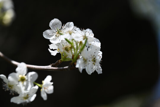 梨花