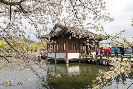 曲院风荷樱花古建筑