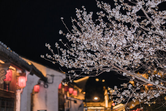 丰惠古镇夜晚樱花