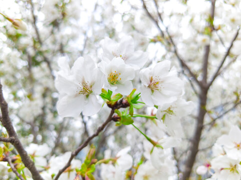 白樱花