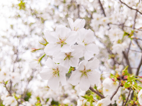 白樱花