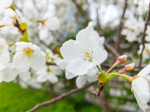 白色樱花