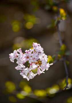 香荚蒾花