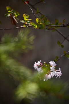 香荚蒾花