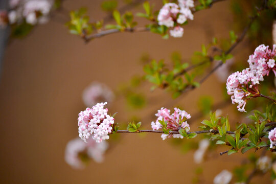 香荚蒾花