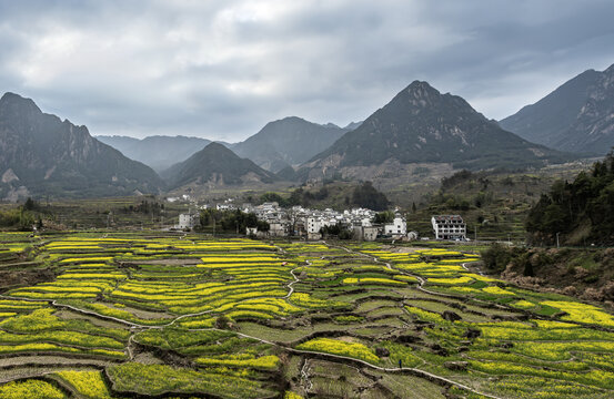 绩溪家朋梅干岭