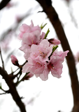 桃花特写