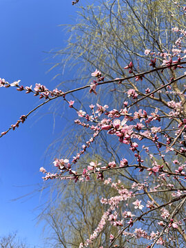 花苞桃花