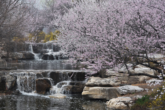 溪水桃花