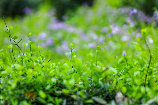 二月兰紫花植物野外特写