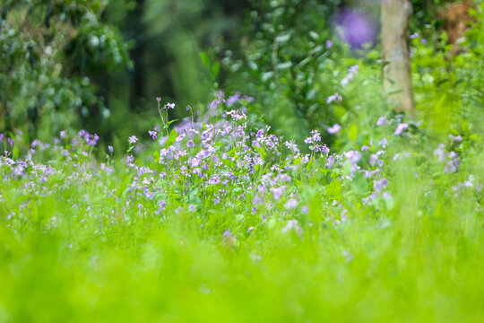 二月兰紫花植物野外特写