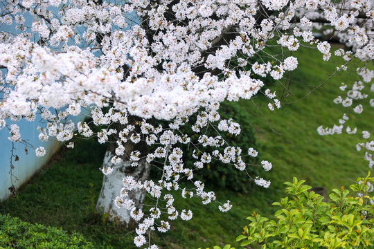 杭州春天盛开的樱花