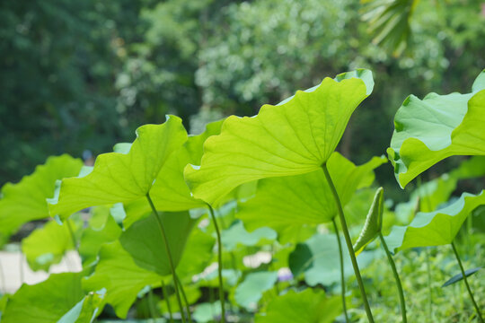 夏日荷塘