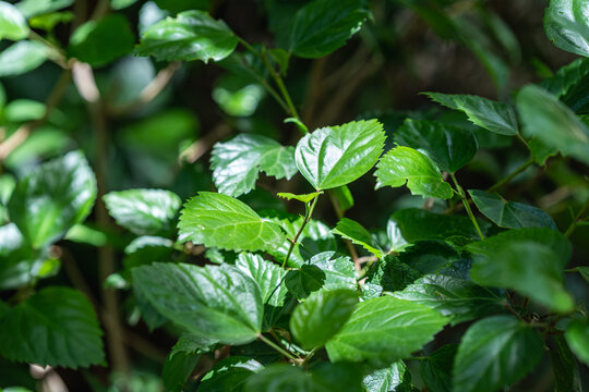 生长的植物叶子