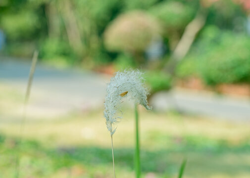 野外生长的狗尾草