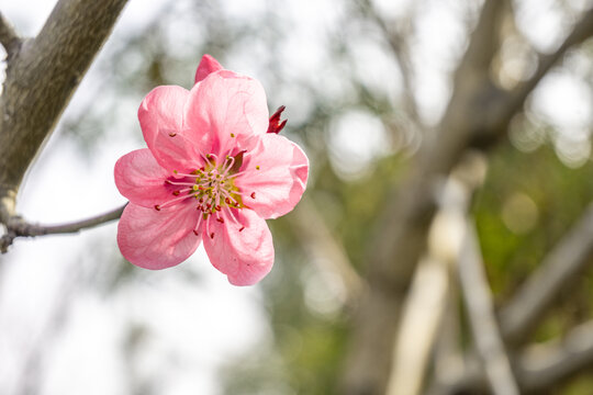 粉色樱花特写