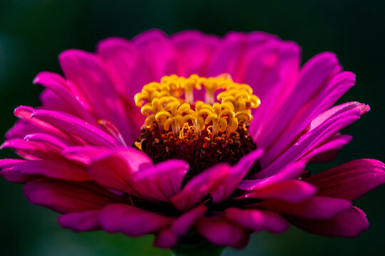 一朵菊花特写