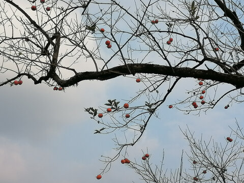 红柿挂枝头
