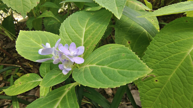 淡雅小花