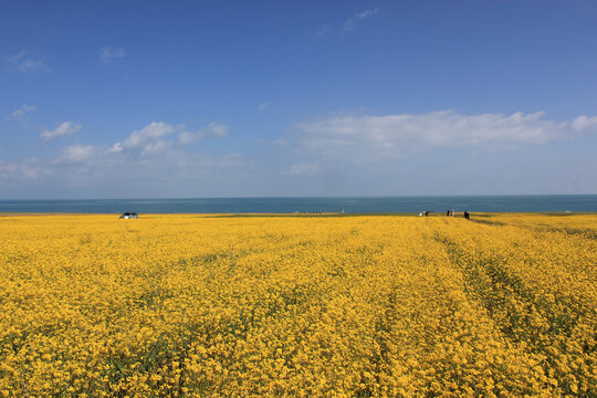 高原油菜花