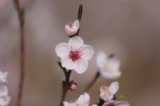 桃花一支