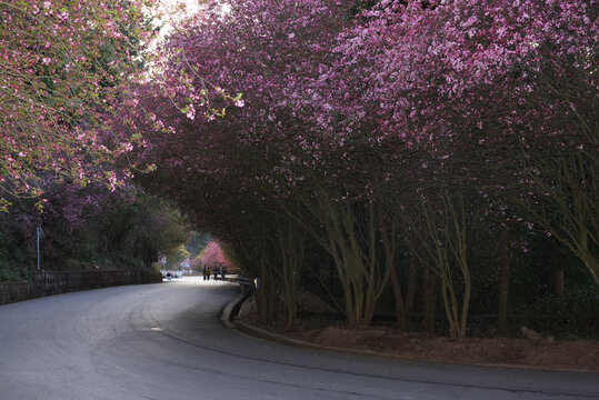 海棠花道路