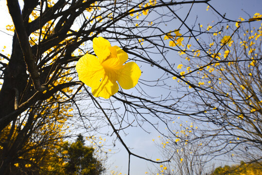 黄花风铃木