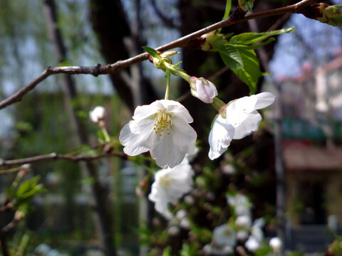 樱花