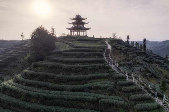 茶山风光