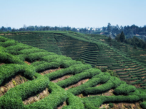 茶山风光