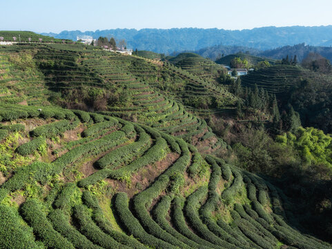 茶山风光