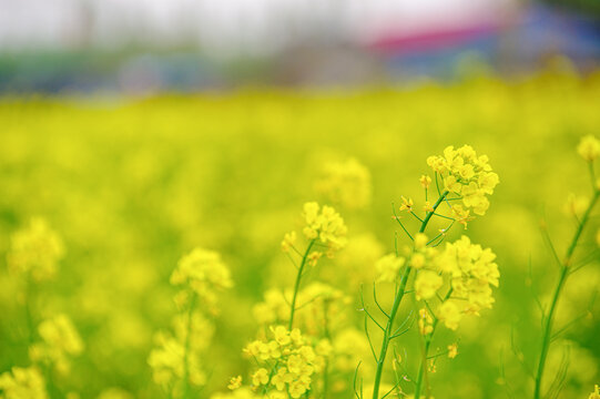 油菜花海