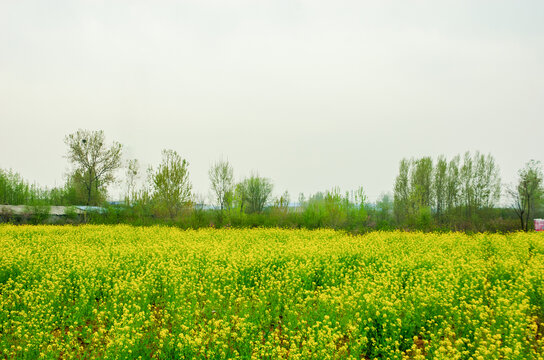 油菜花