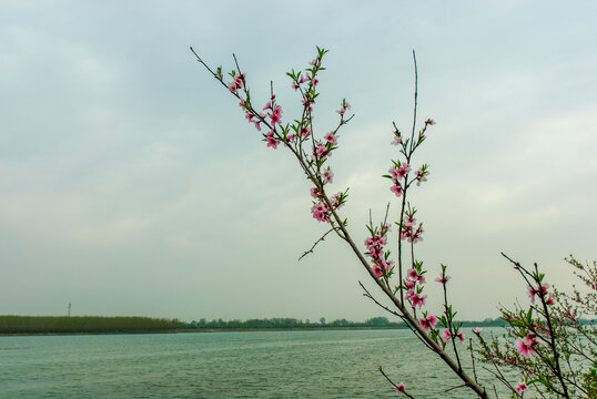 桃花