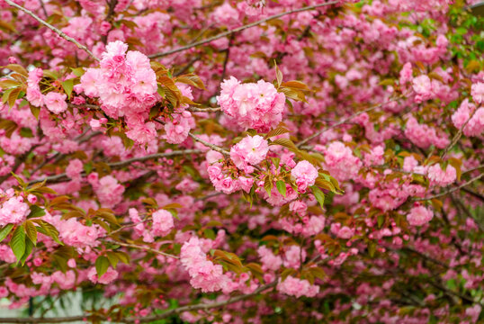 樱花树