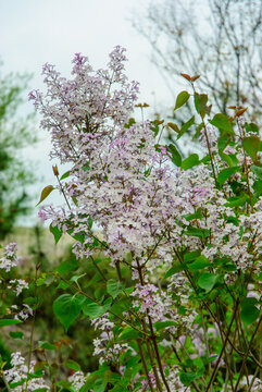 丁香花