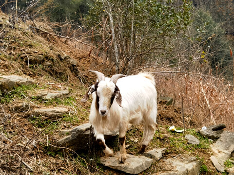 乡村散养山羊